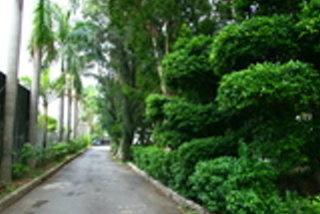 人文--椰林步道
